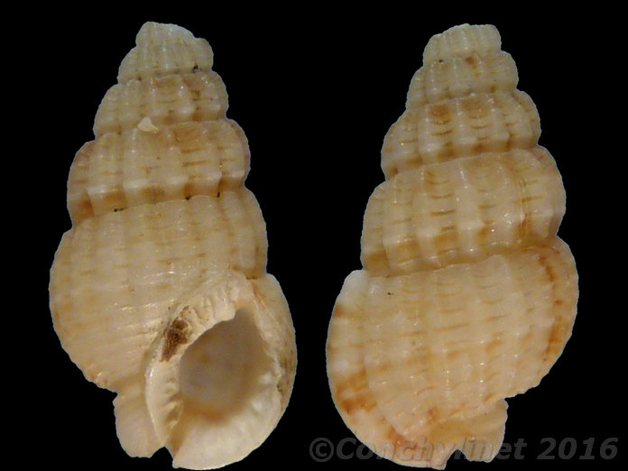 Nassarius erythraeus