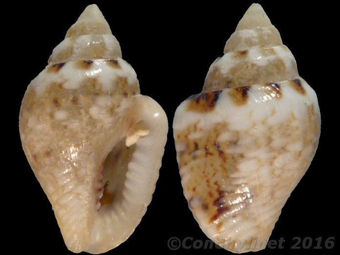 Pyrene scripta