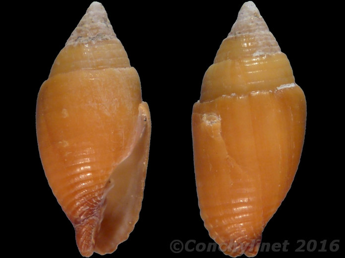 Strigatella ticaonica