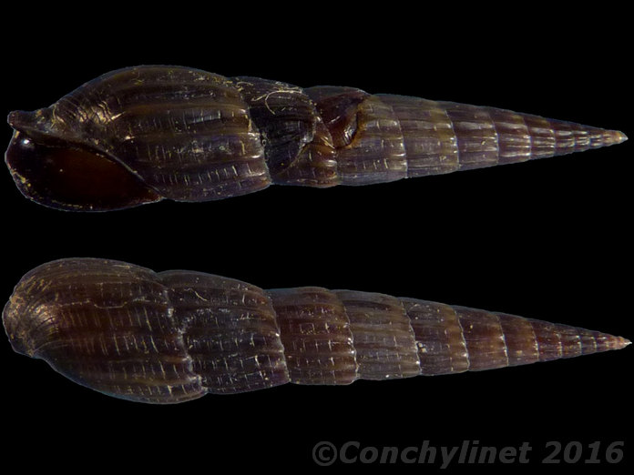 Punctoterebra plumbea