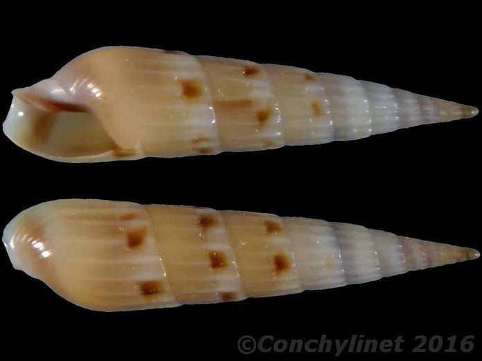 Hastula rufopunctata
