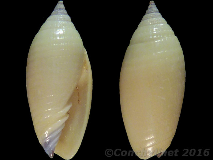 Scabricola olivaeformis
