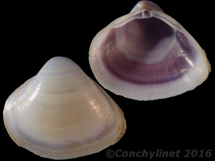 Mactra cygnus purpurea