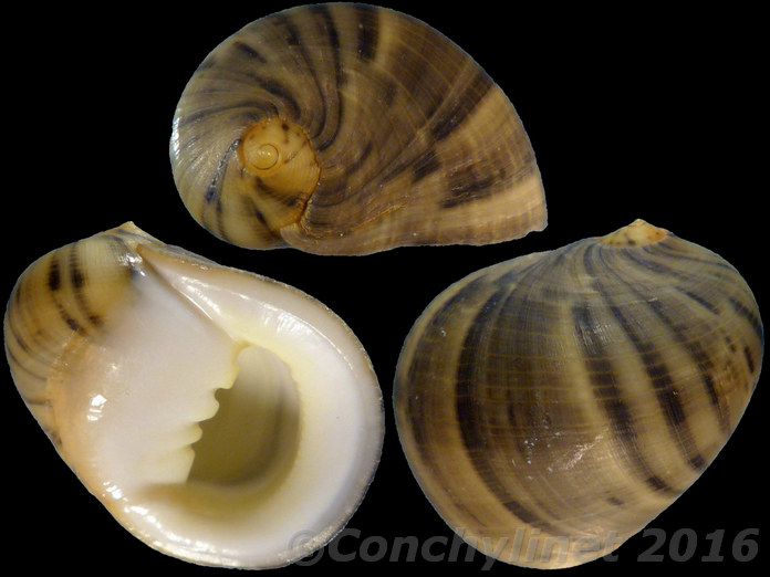 Nerita nigrita Nerita nigrita