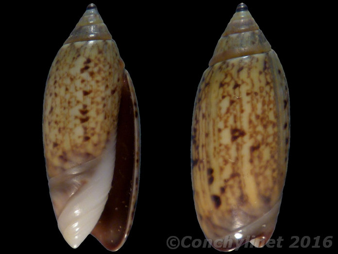 Oliva oliva longispira