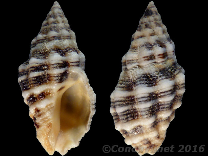 Muricidae d'Australie (Queensland) 12724