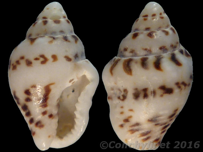 Pyrene scripta