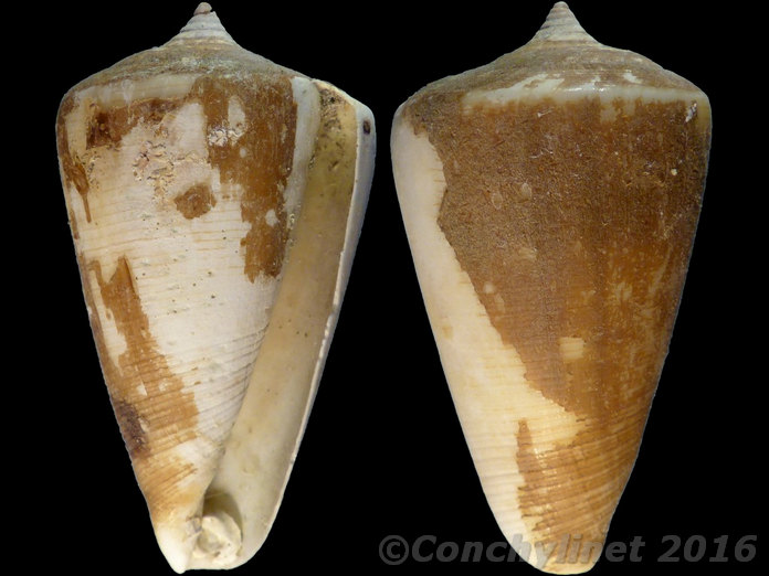 Conus quercinus