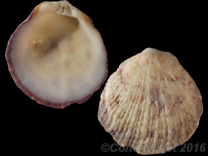 Spondylus violascens