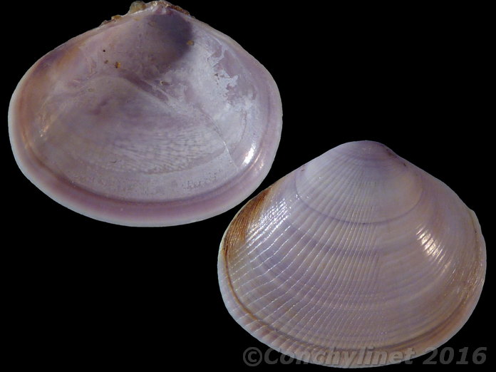 Strigilla splendida