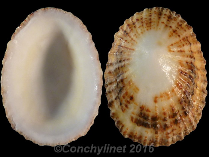 Scutellastra peronii