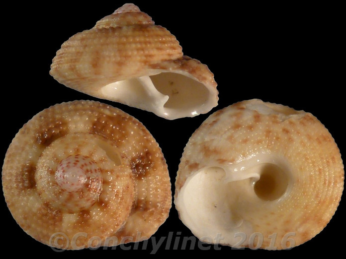Clanculus floridus