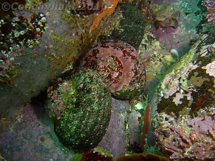 Turbo torquatus