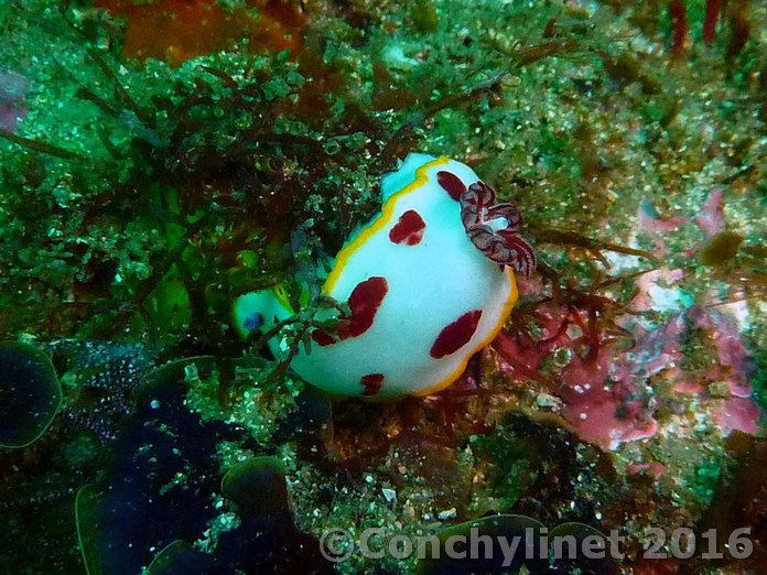 Goniobranchus splendidus