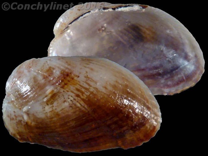 Musculus impactus