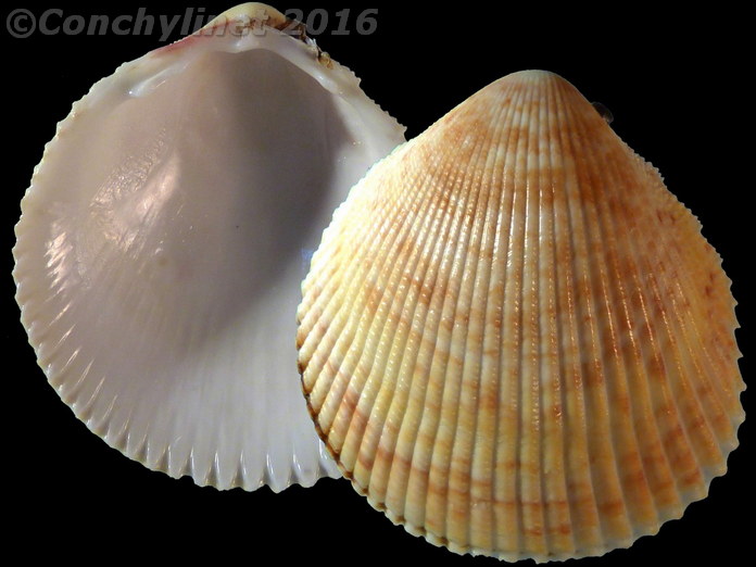Acrosterigma cygnorum
