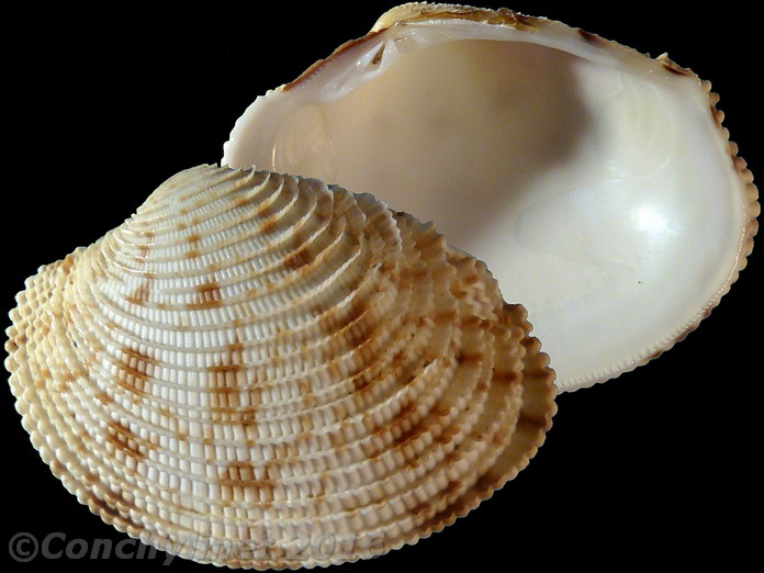 Antigona persimilis