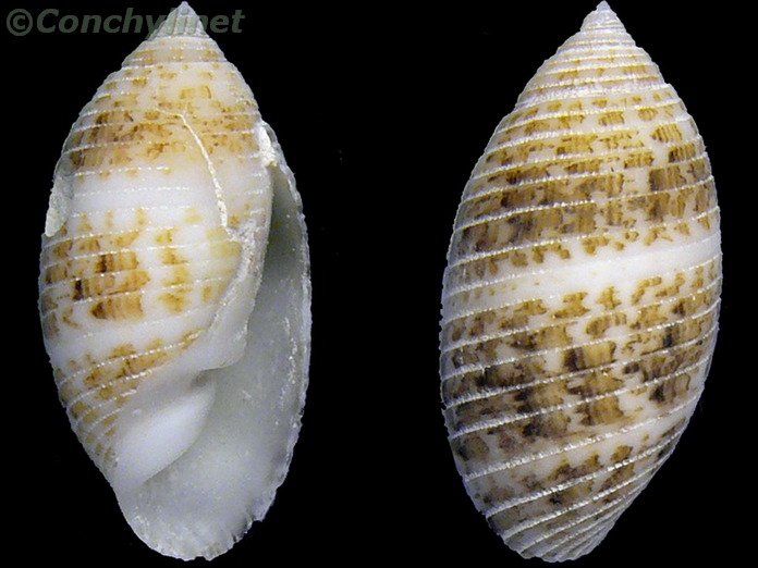 Pupa sulcata Pupa sulcata