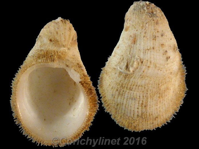 Hipponix incurvus