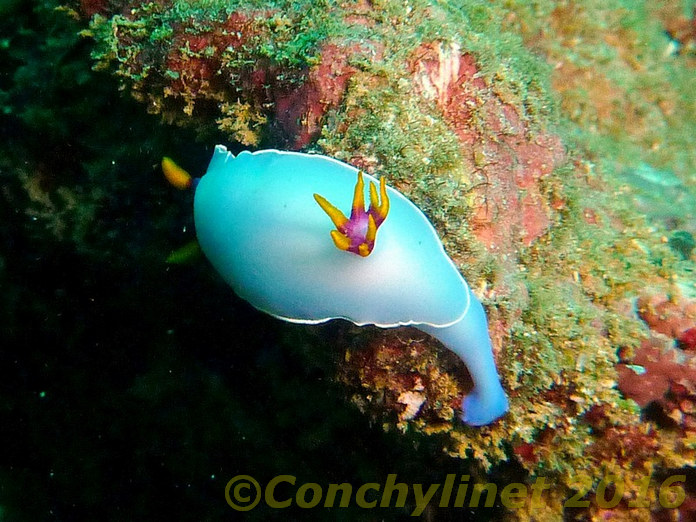 Hypselodoris bullockii