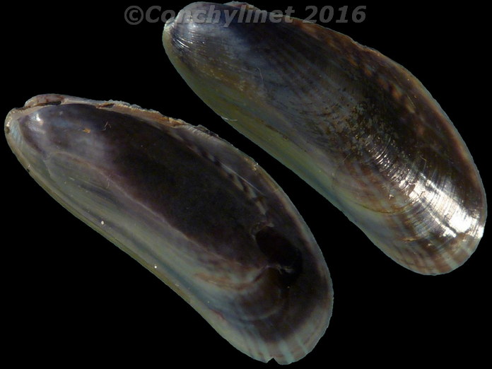 Musculista senhousia
