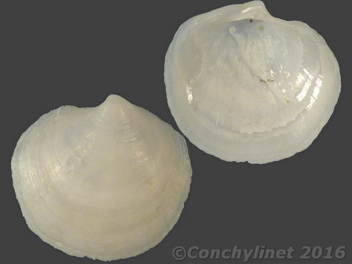 Loripes orbiculatus