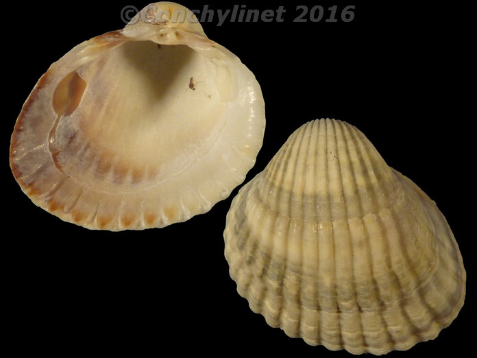 Cerastoderma edule