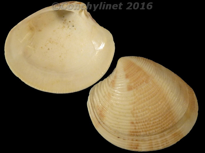 Chamelea striatula