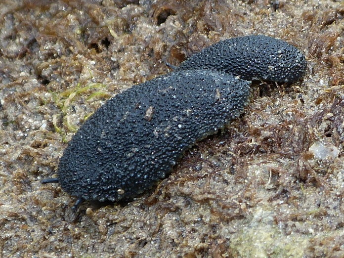 Onchidella floridana