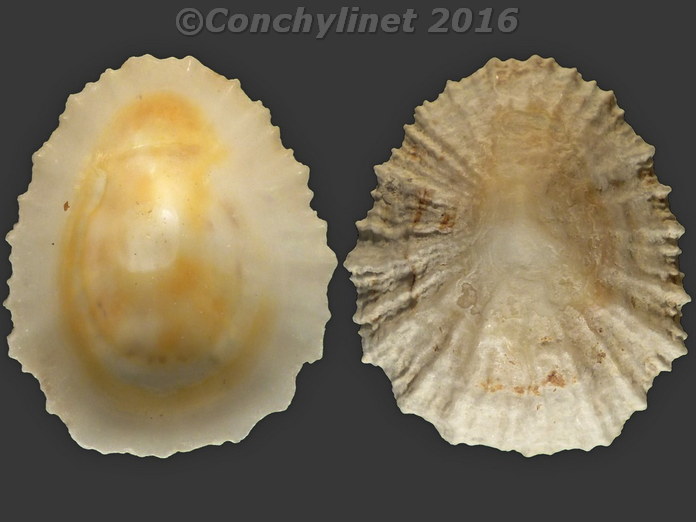 Patella ulyssiponensis