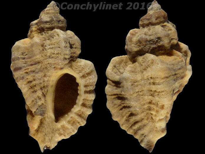 Ocinebra erinacea