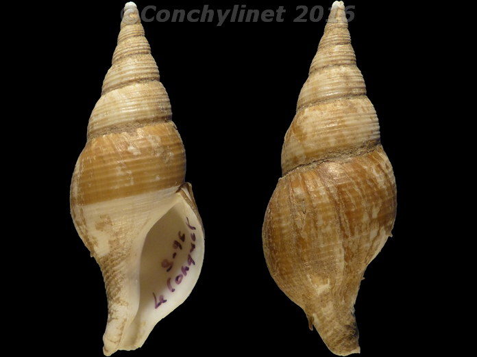 Colus gracilis