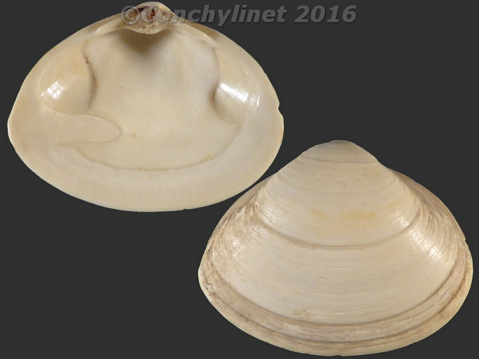 Spisula solida