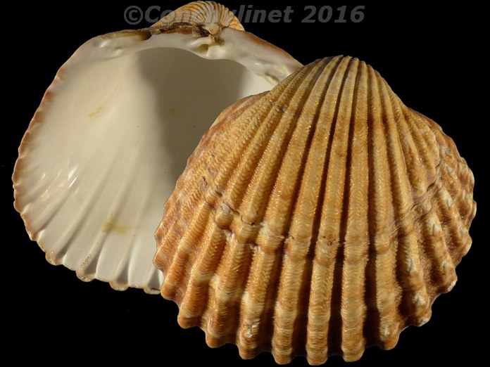 Acanthocardia tuberculata