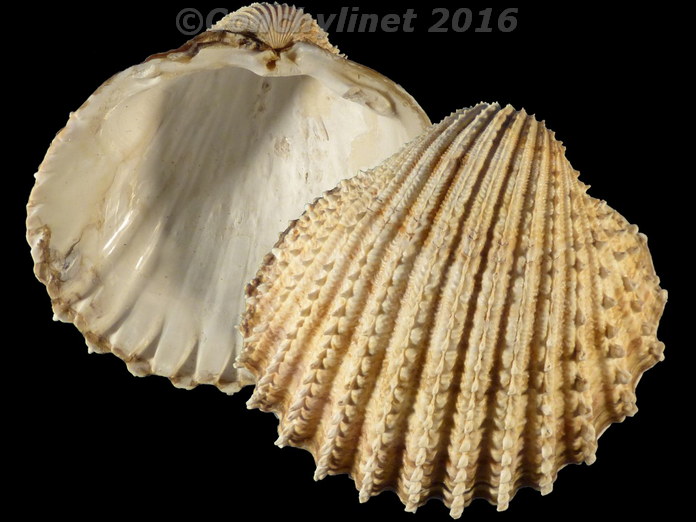 Acanthocardia echinata