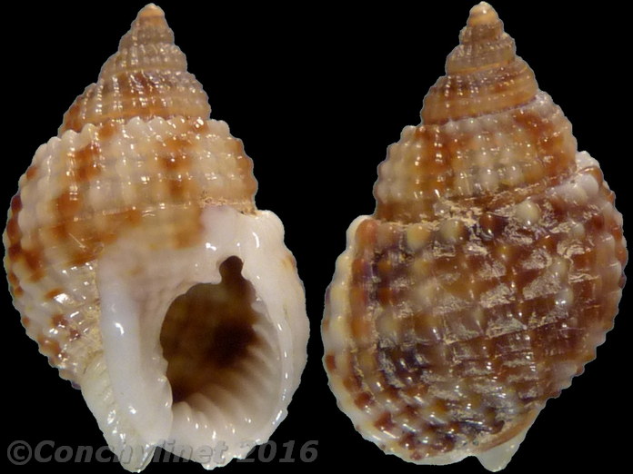 Nassarius novaezelandiae