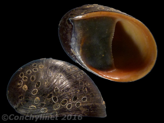 Neritina pulligera