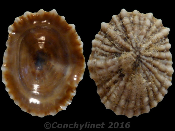 Siphonaria australis
