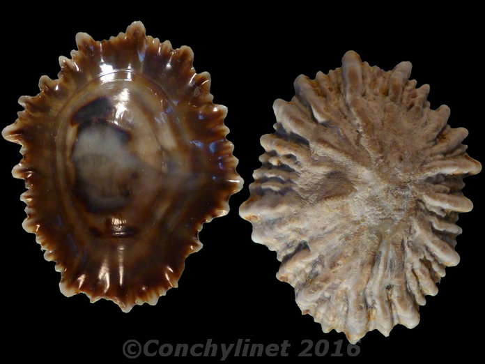 Siphonaria australis