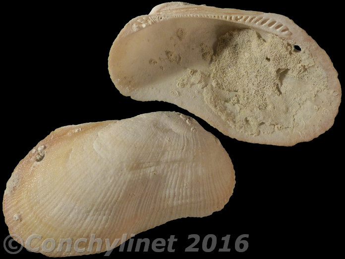 Barbatia setigera