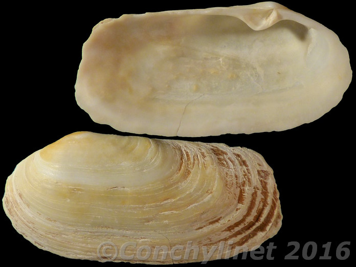 Lutraria oblonga