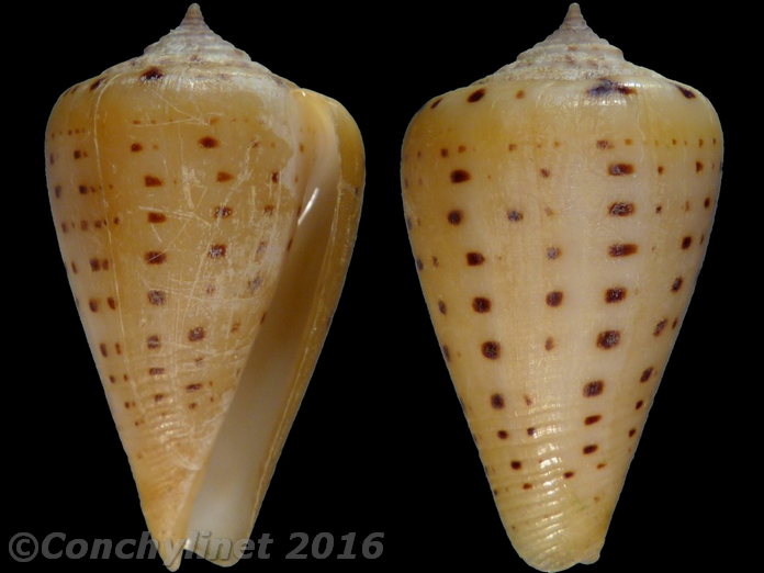 Conus betulinus