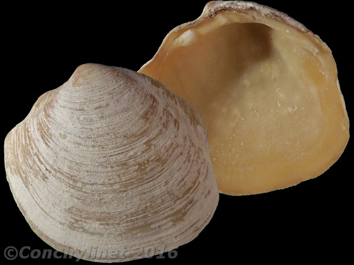 Phacoides pectinatus