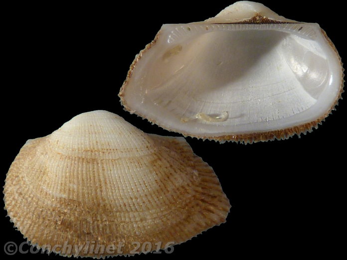 Striarca lactea