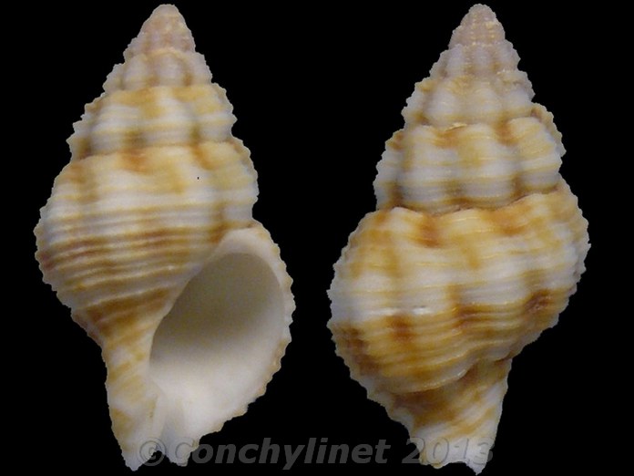 Pollia wagneri