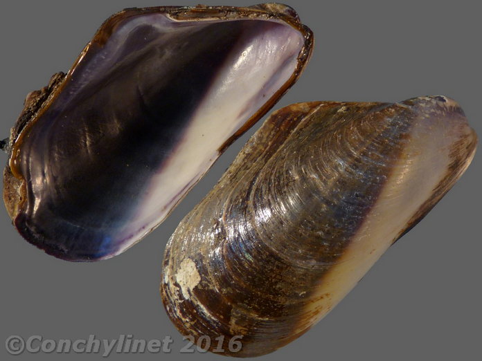 Modiolus auriculatus