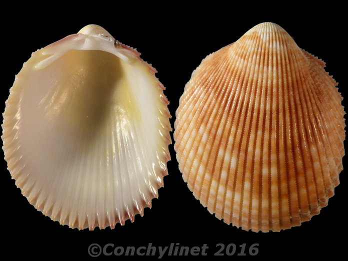 Vasticardium elongatum