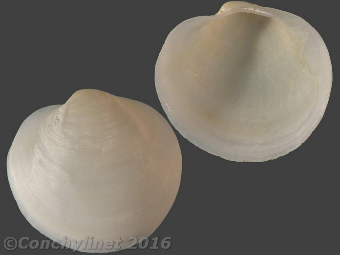 Euanodontia ovum
