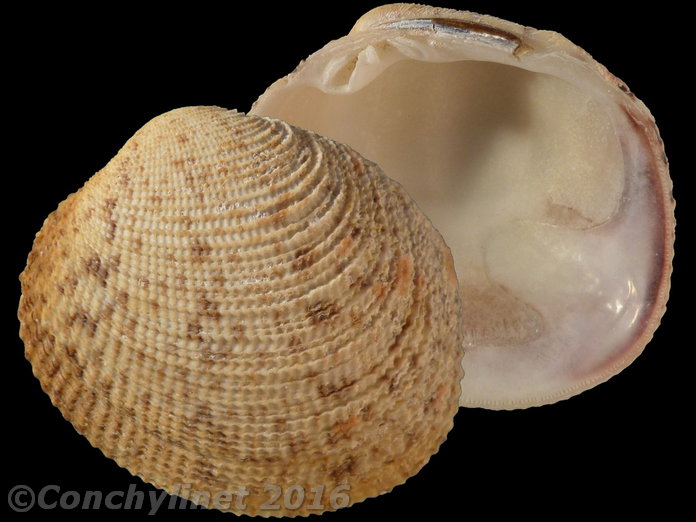 Antigona reticulata