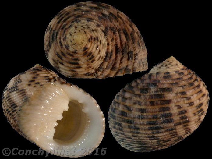 Nerita quadricolor